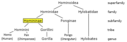 Hominoidea Evolutonary Tree